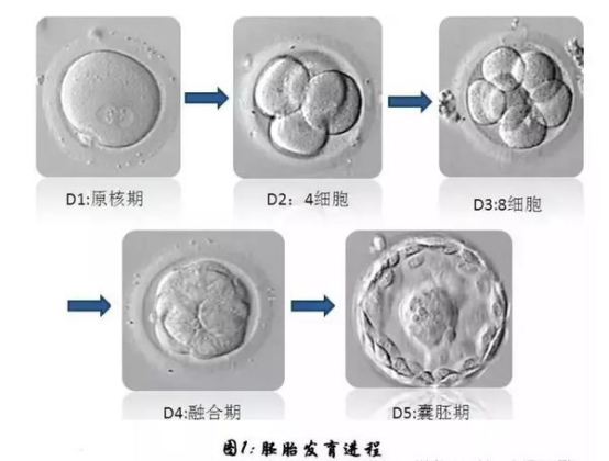 怀孕6周胎芽6mm可以香港验血吗,莲花宝宝：泰国试管婴儿胚胎第3天筛查和第5天